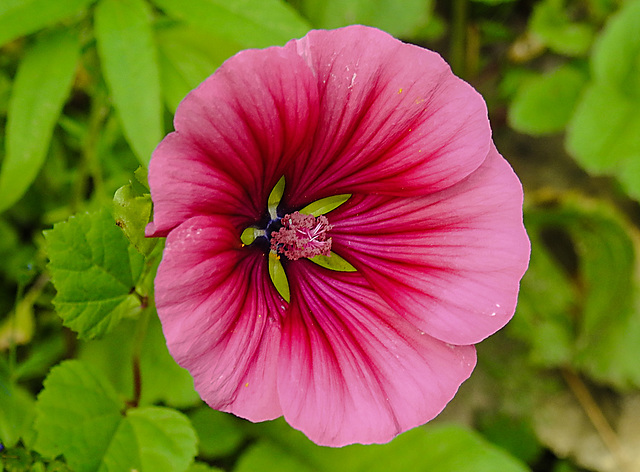 20210813 2437CPw [D~LIP] Sommer-Strauchpappel (Malva trimestria) [Malve], Bad Salzuflen