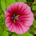 20210813 2437CPw [D~LIP] Sommer-Strauchpappel (Malva trimestria) [Malve], Bad Salzuflen