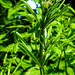 20230528 0276CPw [D~HF] Kletten-Labkraut (Galium aparine agg), Bismarckturm, Herford