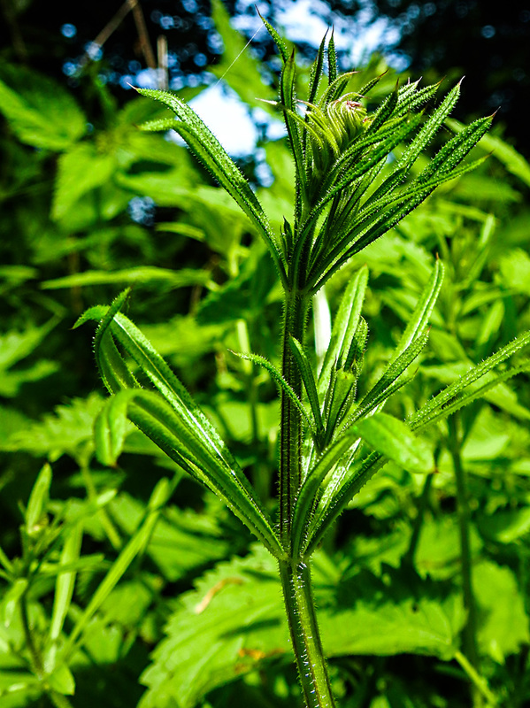 20230528 0276CPw [D~HF] Kletten-Labkraut (Galium aparine agg), Bismarckturm, Herford