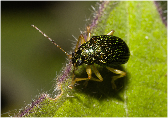 IMG 7330 Beetle