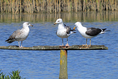 EOS 90D Peter Harriman 10 27 34 07362 blackBackedGulls dpp