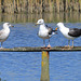 EOS 90D Peter Harriman 10 27 34 07362 blackBackedGulls dpp