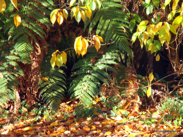 Leaves....Attached and Fallen. Leaves....Attached and Fallen.