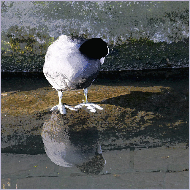 Miroir mon beau.....