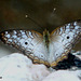 54 Anartia jatrophae (White Peacock)