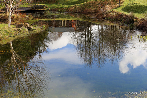 Nature's Mirror