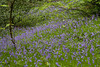 A bank of Bluebells