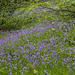 A bank of Bluebells
