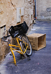 Backyard Still-Life