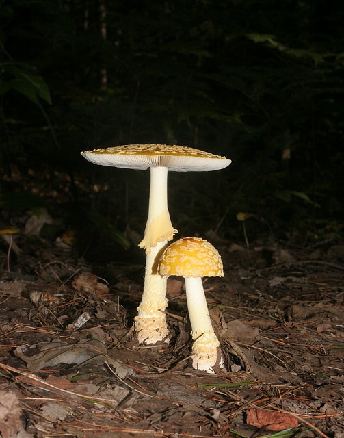 amanite tue-mouche