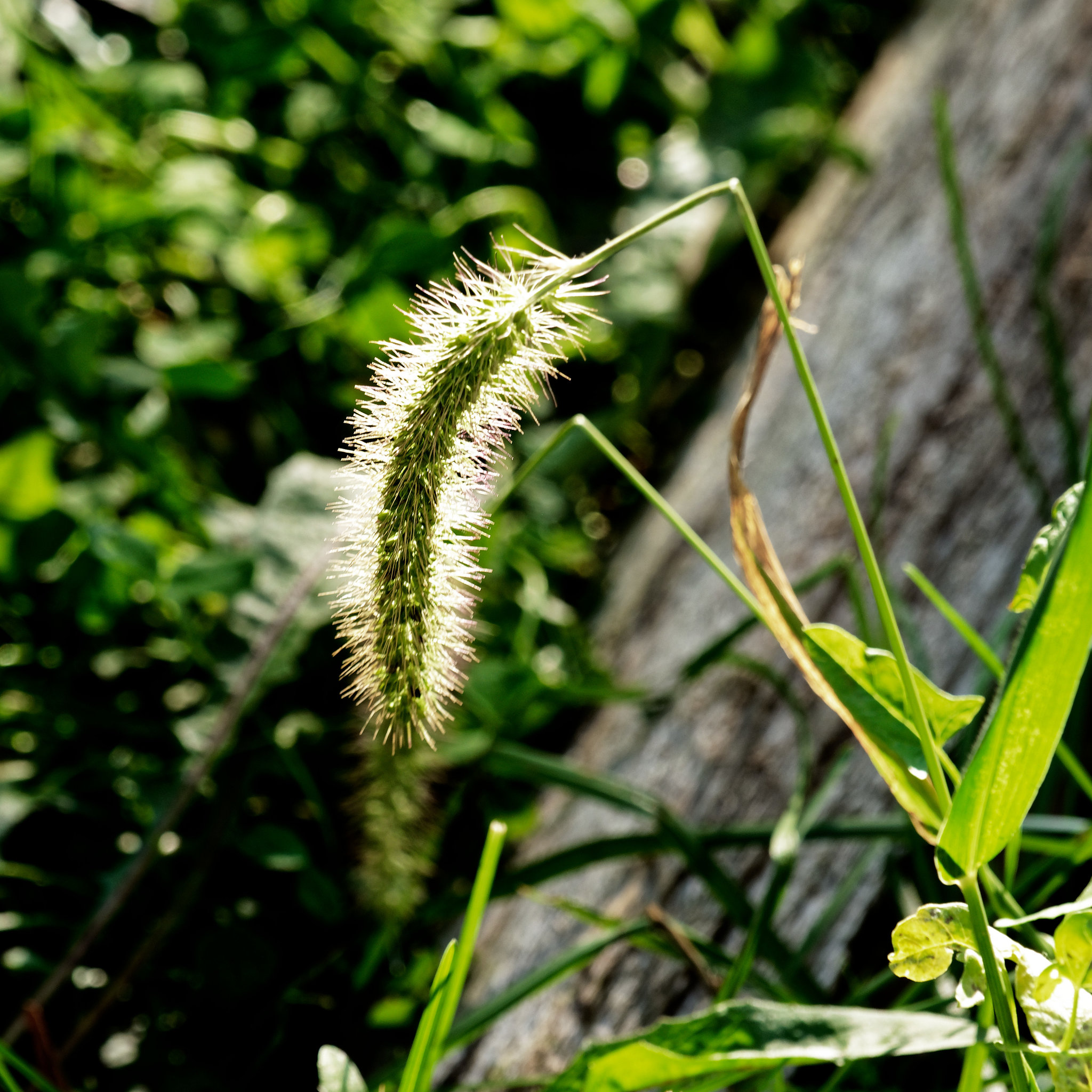 Going to Seed