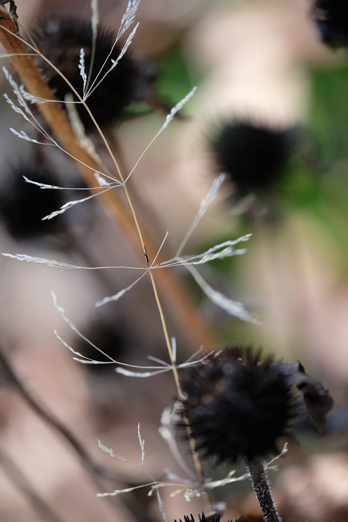 DSCF1679