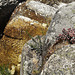 Mountain stream, granite and stonecrop