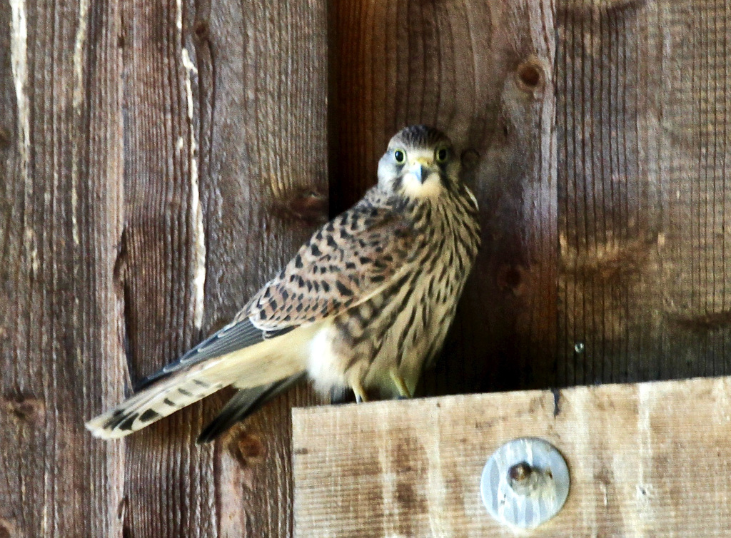 Turmfalke