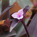 Day 7, Tradescantia, Estero Llano Grande SP