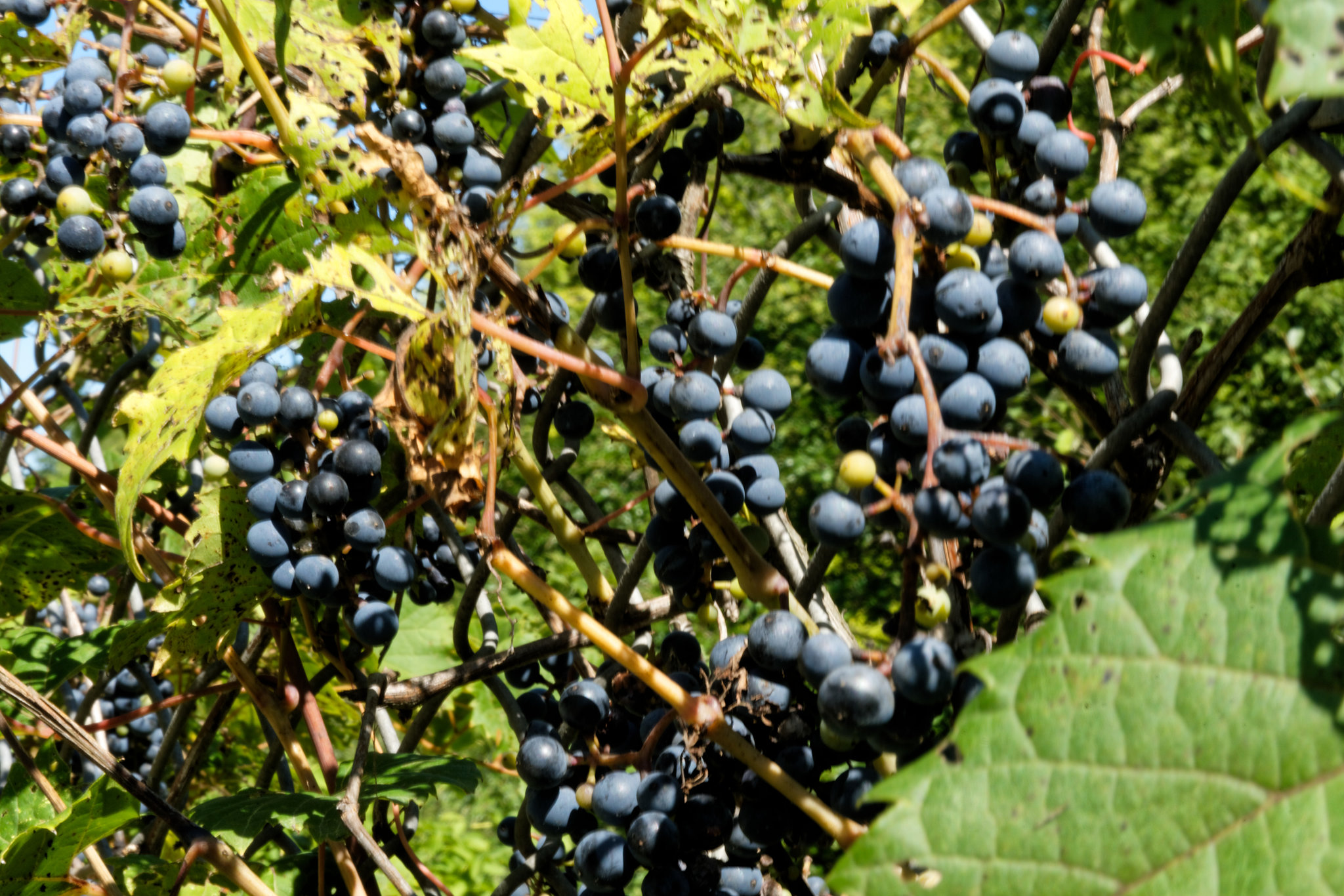 Grapes