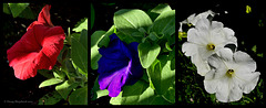 Petunias in light and shadow
