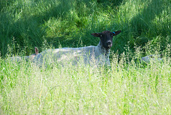 Seeking shade