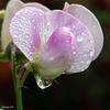 DANS MON JARDIN
