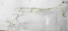 20210822 2438CPw [D~LIP] Damaszener Schwarzkümmel (Nigella damascena), Bad Salzuflen