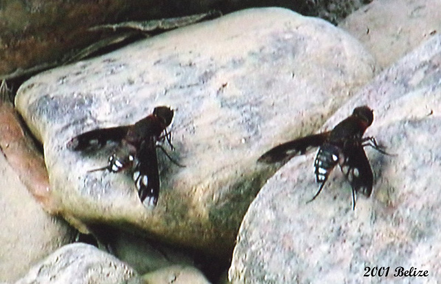 55 River Flies Formation (Thyridanthrax sps?)