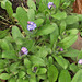 Small forget me nots
