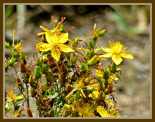 Yellow Weed.