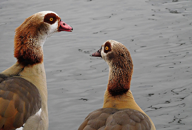 Beak to beak