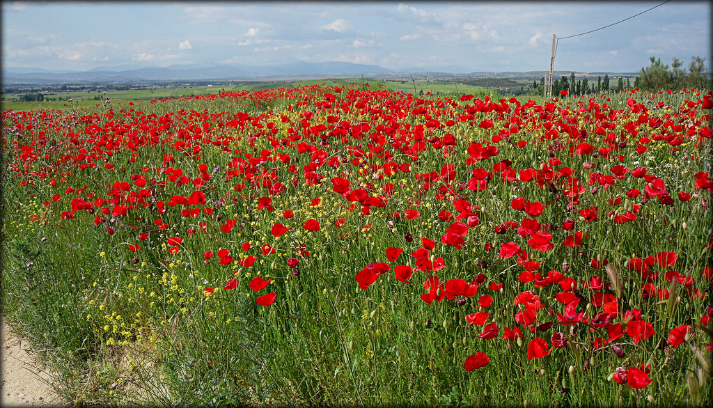 Poppies, May 2016