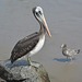 Lima, Playa Agua Dulce, Pelican and Seagull