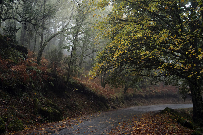 Mata da Albergaria, Rain and mist through the windshield L1005623