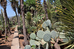 Funchal - Der "Jardim Botânico" (11)