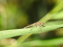 20190902 5698CP~V [D~VR] Große Heidelibelle, Boddenland, Müggenburg