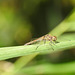 20190902 5698CP~V [D~VR] Große Heidelibelle, Boddenland, Müggenburg