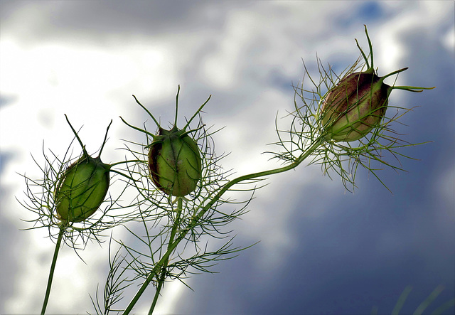 Capsules de Nigelle