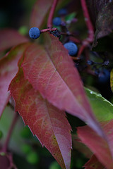 DSCF5170