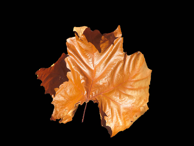 A Sycamore leaf, 10 inch diameter