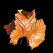 A Sycamore leaf, 10 inch diameter