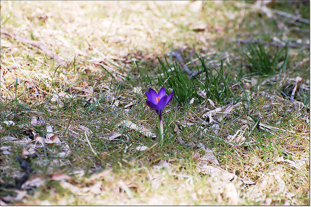 Crocus