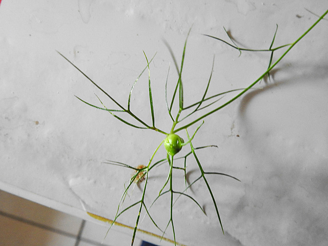 20210822 2439CPw [D~LIP] Damaszener Schwarzkümmel (Nigella damascena), Bad Salzuflen