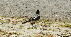 20230528 0279CPw [D~HF] Bachstelze (Motacilla alba), Bismarckturm, Herford