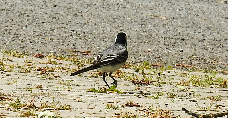 20230528 0279CPw [D~HF] Bachstelze (Motacilla alba), Bismarckturm, Herford