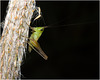 IMG 7337 Grasshopperv2-1