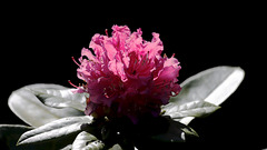 Rhododendron