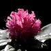 Rhododendron