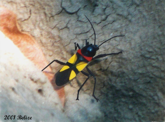 55a A Bug, not a Beetle (?)