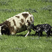 Mama Sheep and twins