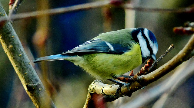 Blue Tit