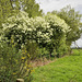 'Wild' Lilac Tree - Wykeham Forest - (1 xPiP)